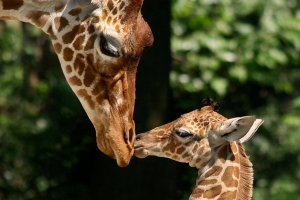 Artis Amsterdam Royal Zoo